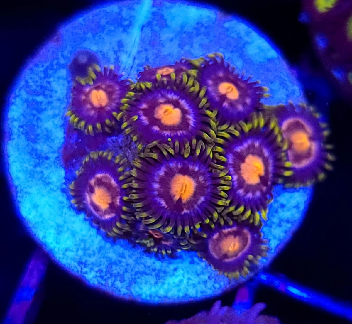 JF Ass Monkey Zoanthids