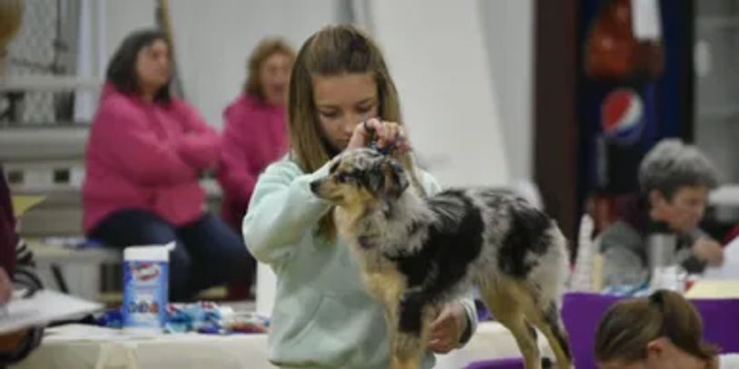 Blue merle toy aussie