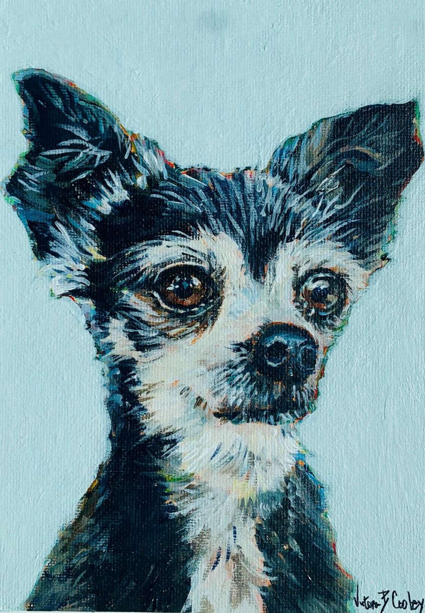 Pet Portraits