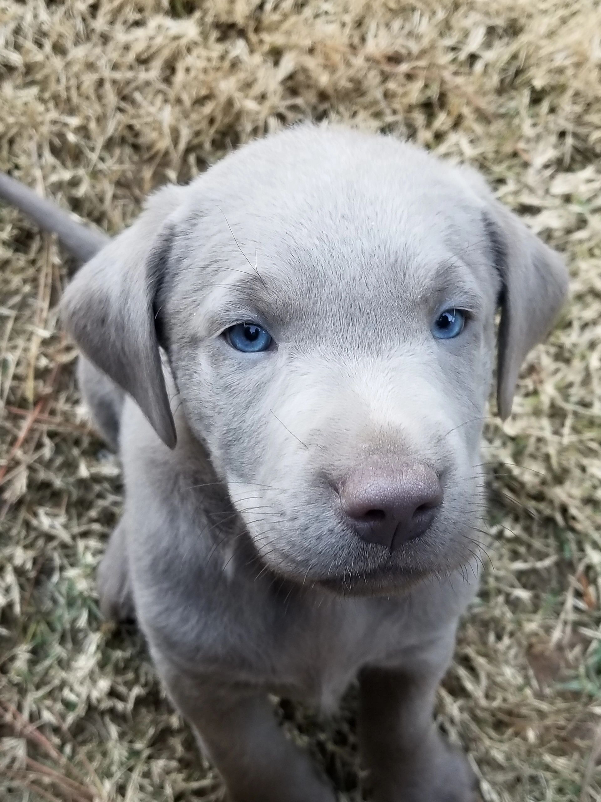 Silver Labs For Sale In Al Dugger Mountain Canine Services