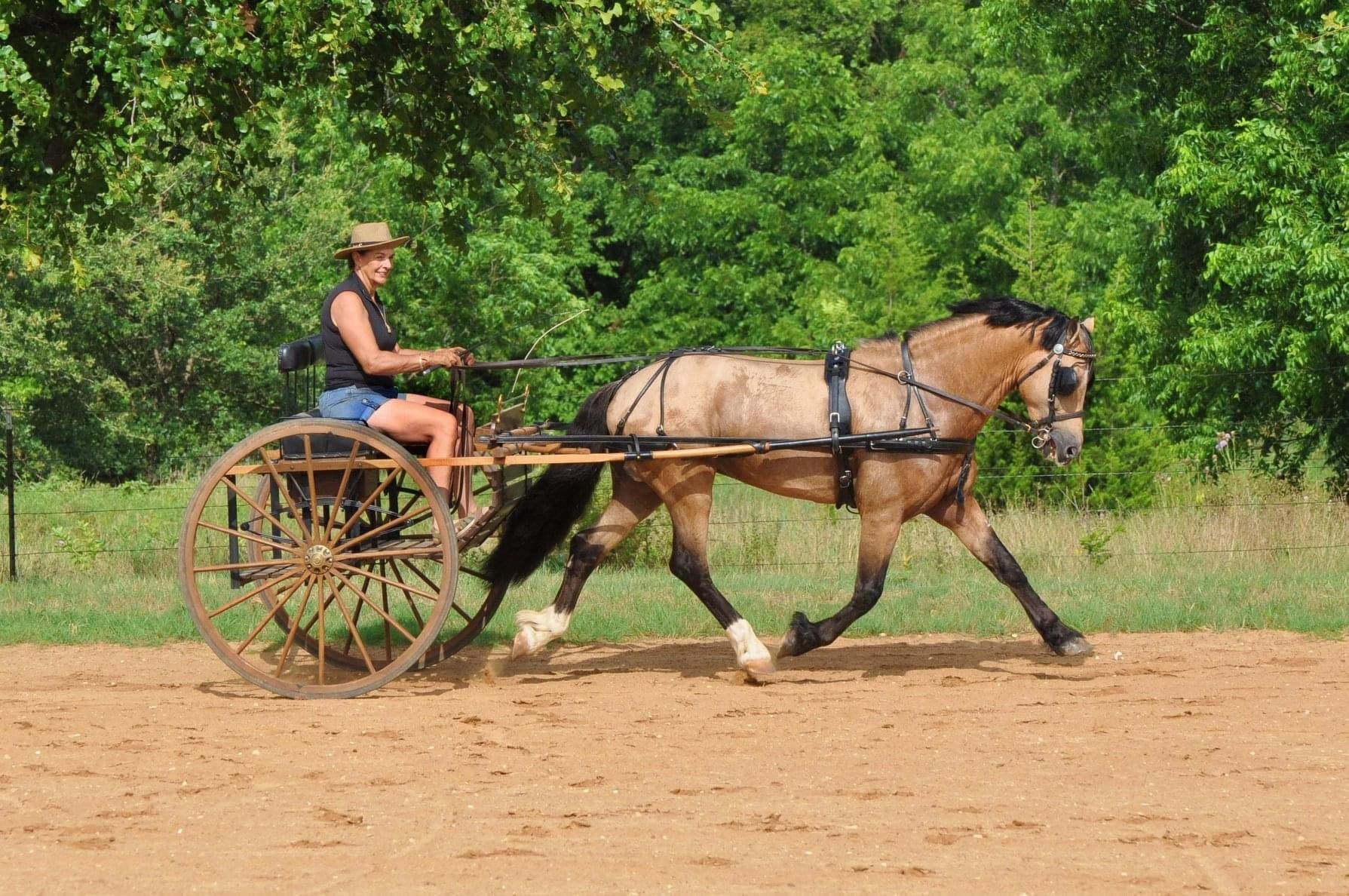 Special horses for download river oak saddlery club