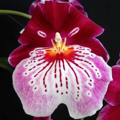 Stunning Miltoniopsis Breathless 'Brilliant' orchid seedlings