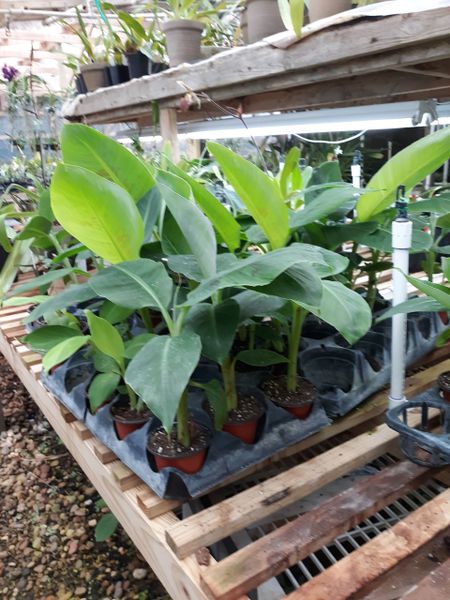 Dwarf Cavendish banana plants, nicely started seedlings
