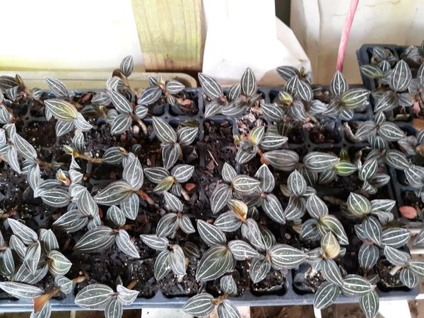 Wholesale 6 Fast Growing Ludisia discolor orchids