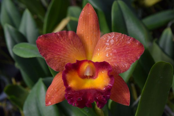 Potinara (Cattleya) Chief Sweet Orange AM/AOS orchid