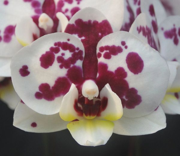 In spike! Phalaenopsis (phal) Tying Shin 'Fantastic World'