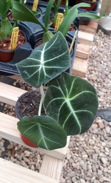 Tropical Alocasia Black Velvet house plant, growing in 3-inch pot