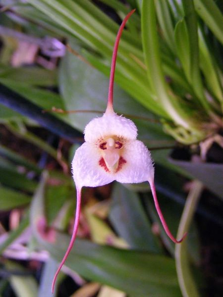 Dracula lotax Blooming size miniature