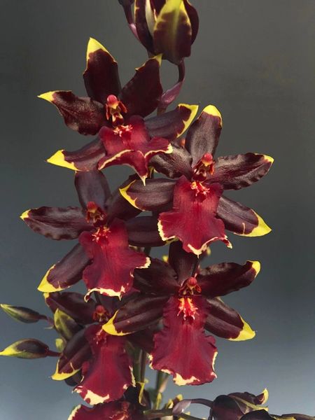 Odontocidium Wildcat Bobcat Near blooming size clones.