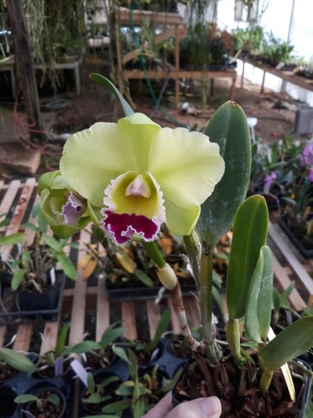 Rlc. (cattleya) Hsinying Greenworth, blooming size orchid