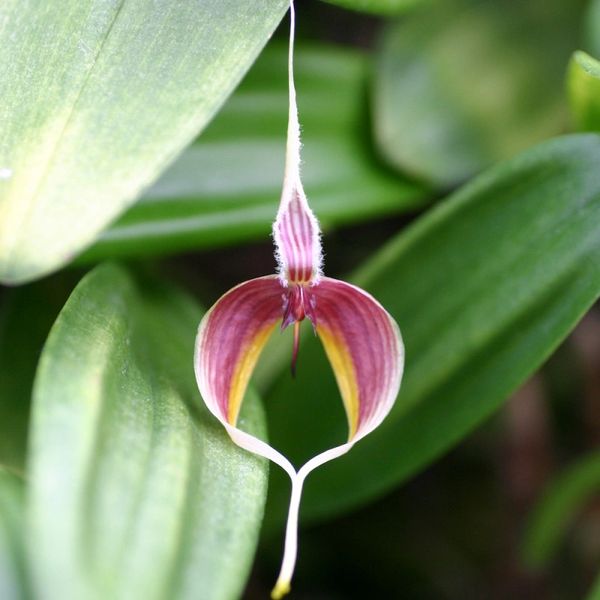 Blooming size, Bulbophyllum masdevallianum