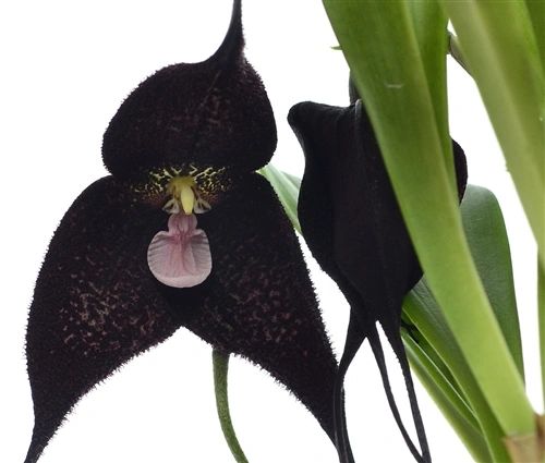 Blooming size, Dracula roezlii 'San Francisco'