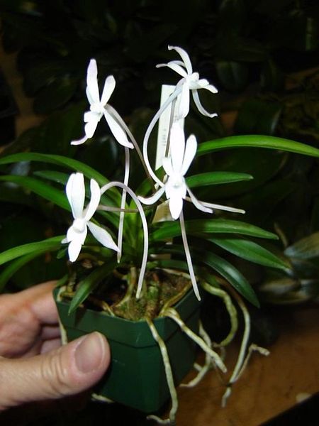 The Samurai Orchid, Vanda (Neofinetia) falcata, blooming size