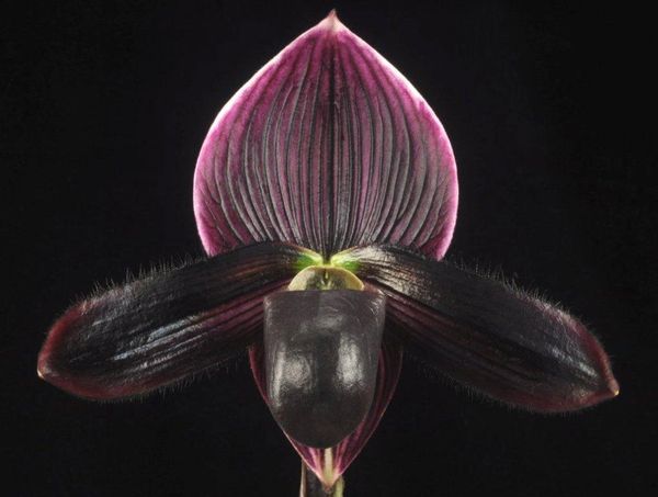Lovely vini/contrast type (maudiae) ladyslipper orchid in bud now