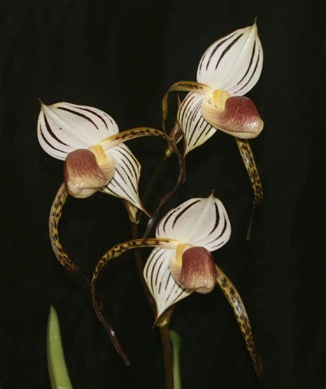 Beautiful Paph stonei, hard to find species