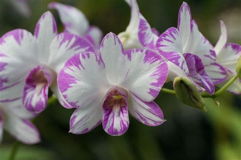 Blooming Size, Dendrobium Enobi Purple 'Splash' Shipping included