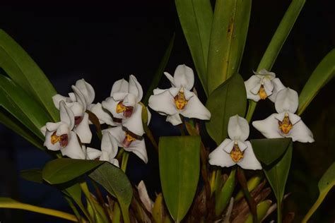 Rare, large flowered, Maxillaria grandifolia, Blooming Size, Shipping Included