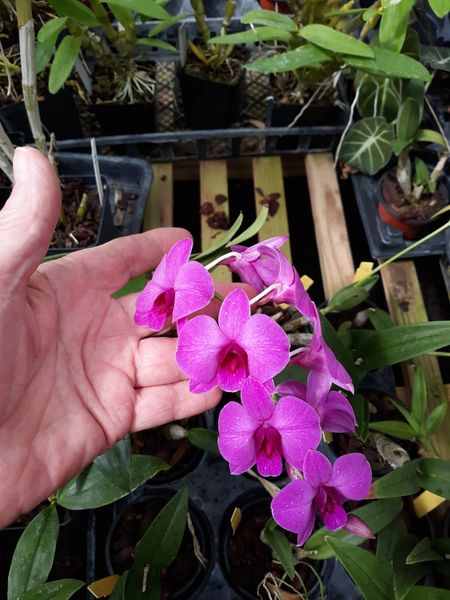 Previously Bloomed, Dendrobium Enobie Purple, Shipping Included