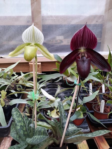 Paph. pair, Red Wine, Key Lime. In Bud $65.00 Save 25.00 Free Shipping
