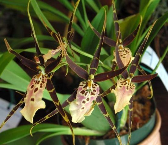 In spike! Miltassia Shelob 'Okika' orchid, variegated foliage