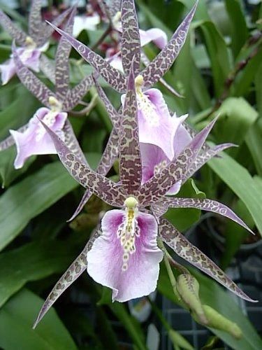 Blooming size, Miltassia Charles M Fitch orchid