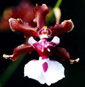 Onc. Sharry Baby 'Sweet Fragrance' the Chocolate Orchid, large seedling size, 1 to 2 years to blooming.