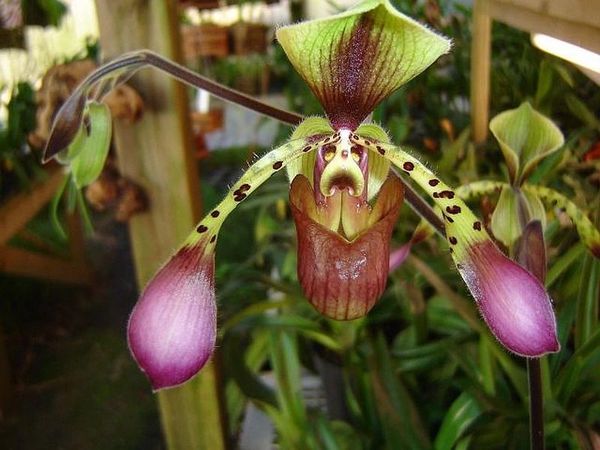 Paph lowii species orchid large seedling