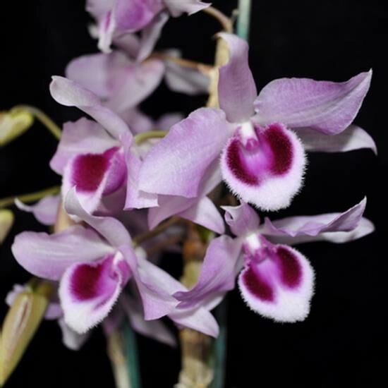 In bud now, Dendrobium Little Sweet Scent orchid in 2.25-inch pot