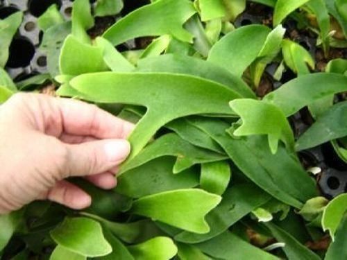 5 baby Staghorn ferns (platycerium bifurcatum) Netherlands