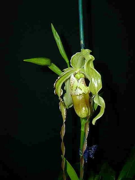 Exotic Phrag Grande orchid - longifolium x caudatum - blooming size