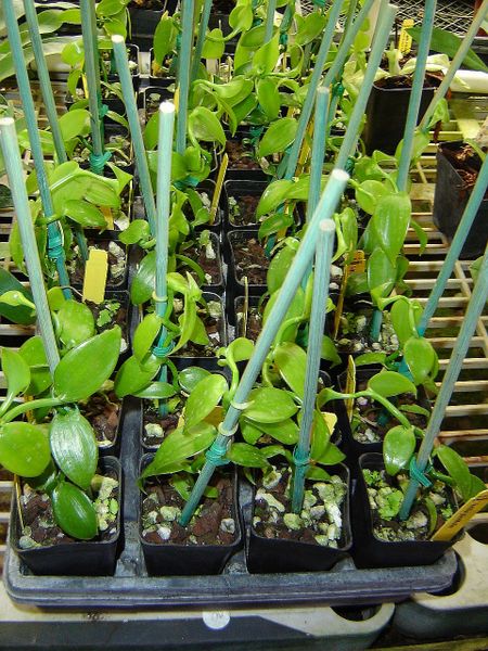 Sale! Baby Vanilla planifolia in 2-inch pot, fast grower