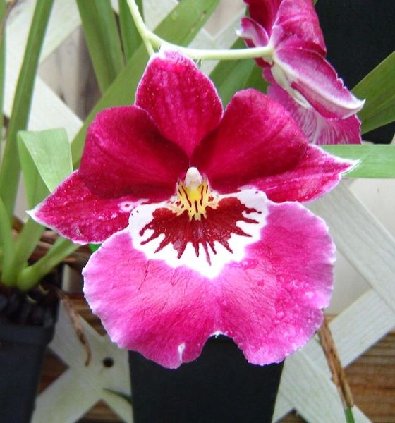Milt. Hajime Ono 'Raspberry' orchid, blooming size