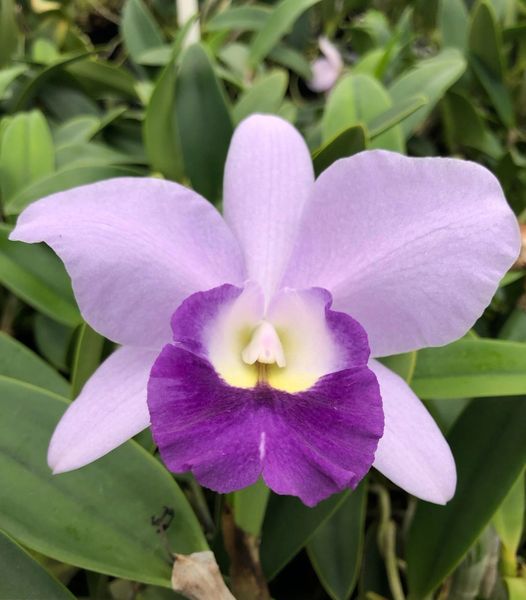 Lc. Busy Bev 'Blue Jewel' cattleya orchid blooming size