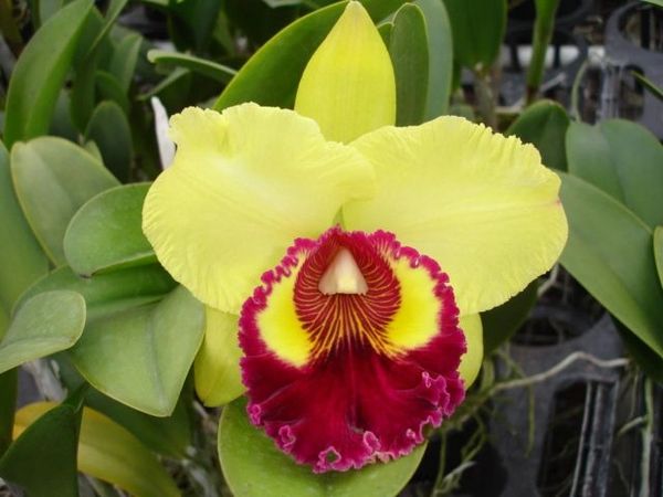 Rlc Williette Wong Near Blooming Size Cattleya Orchid, Fantastic Color