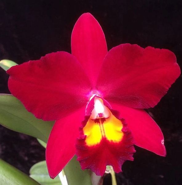 Blooming size, Pot. (Cattleya) Hawaiian Prominence 'America' AM/AOS