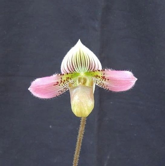 Hard-to-find Paph acmodontum species orchid