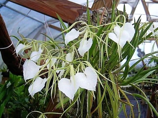 Brassavola nodosa, Lady of the Night orchid