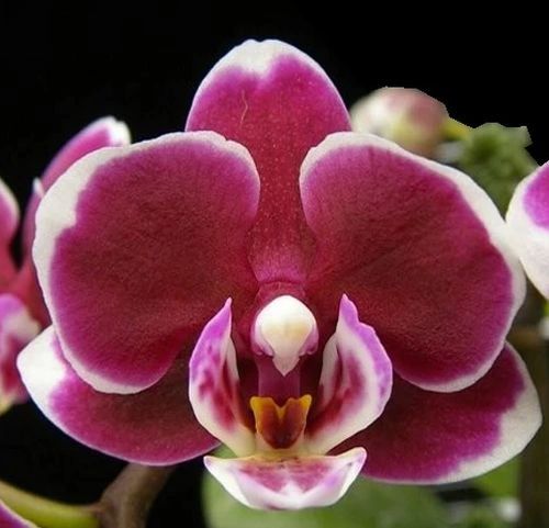 Phalaenopsis (phal) Younghome Coco blooming size orchid