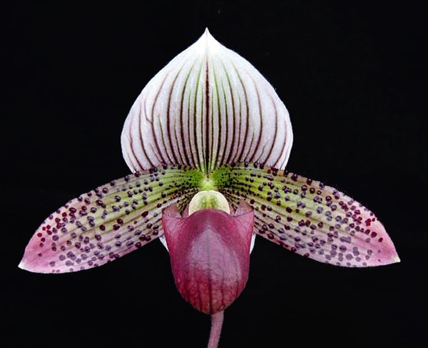 Lovely maudiae type ladyslipper orchid in bud