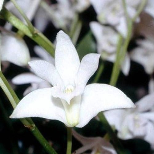Fragrant Dendrobium kingianum orchid blooming size, white flowers
