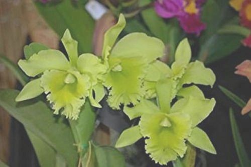Rhyncholaeliocattleya (Rlc.) Ports of Paradise orchid seedling FCC