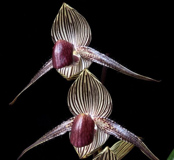 Paph rothschildianum species orchid, large seedling, 12-inch leaf span
