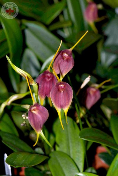Hard to find Masdevallia Pinot Noir orchid, blooming size