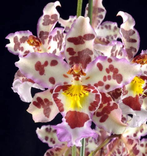 Wilsonara (Oncidium) Habibi orchid - nicely started seedling
