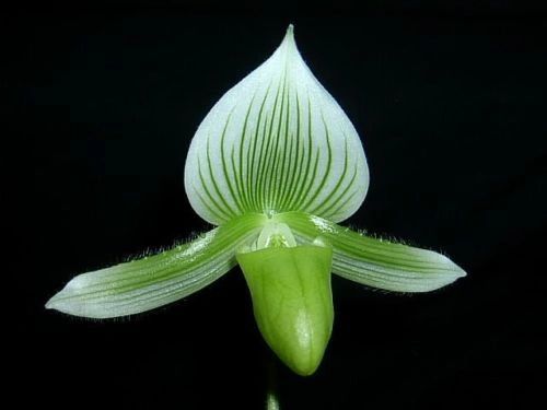 In bud now, Lovely green & white ladyslipper orchid