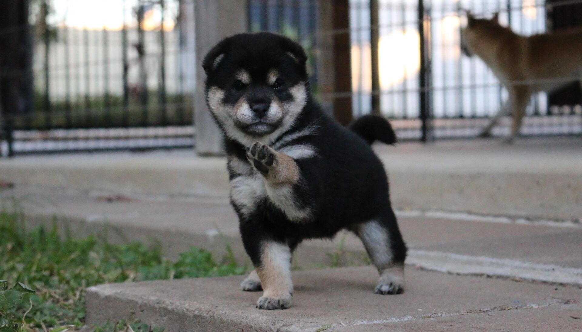 how much does a shiba inu cost