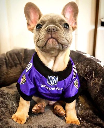 puppy vikings jersey