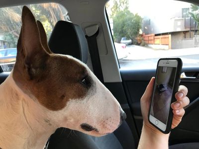 Dog in Santa Clarita watching online puppy training on a cell phone