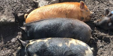 kune kune kunekune pigs asleep olde house farm cragg vale calderdale west yorkshire family holiday a