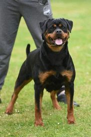 Rottweilers Vom Hause Franeta - Congratulations to Michael